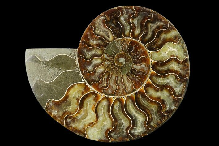Agatized Ammonite Fossil (Half) - Madagascar #135290